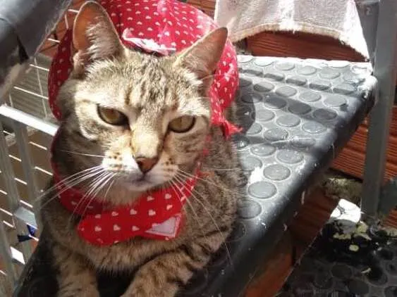 Gato ra a Srd idade 1 ano nome Nina