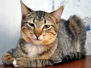 Gato raça SRD idade 7 a 11 meses nome Scorpion