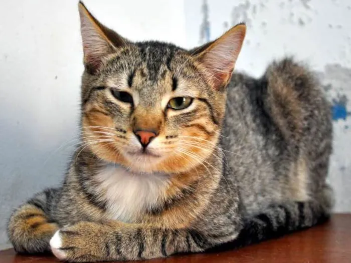 Gato ra a SRD idade 7 a 11 meses nome Scorpion
