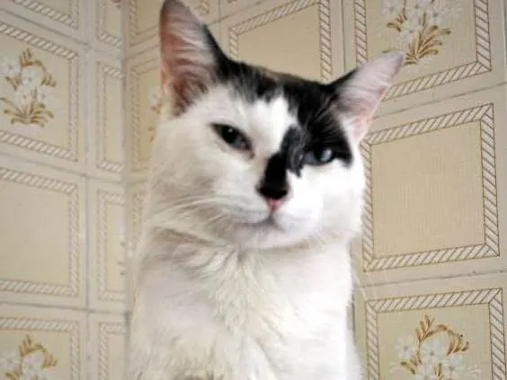 Gato raça SRD idade 1 ano nome D'Artagnan