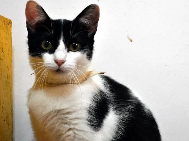 Gato ra a SRD idade 7 a 11 meses nome Nitara