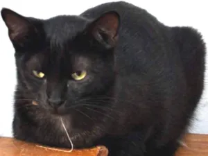 Gato raça SRD idade 7 a 11 meses nome Magnólia