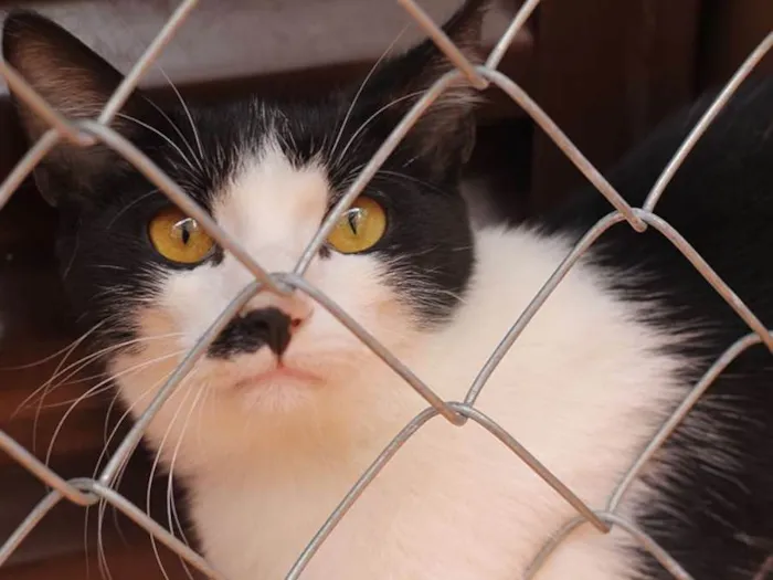 Gato ra a SRD idade 7 a 11 meses nome Sub-Zero