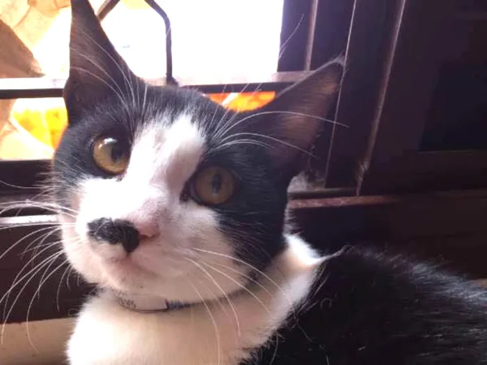 Gato ra a SRD idade 7 a 11 meses nome Sub-Zero