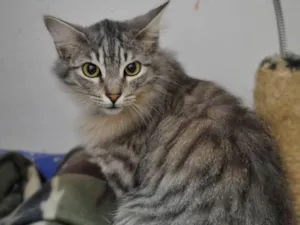 Gato raça SRD idade 7 a 11 meses nome Maluma