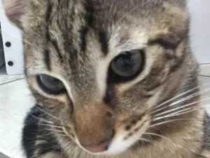 Gato raça SRD idade 2 a 6 meses nome Alisson