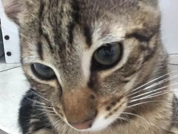 Gato ra a SRD idade 2 a 6 meses nome Alisson