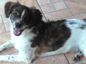 Cachorro raça Mistura idade 7 a 11 meses nome Luna