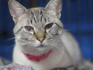 Gato raça SRD idade 1 ano nome Girassol