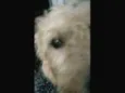 Alvin