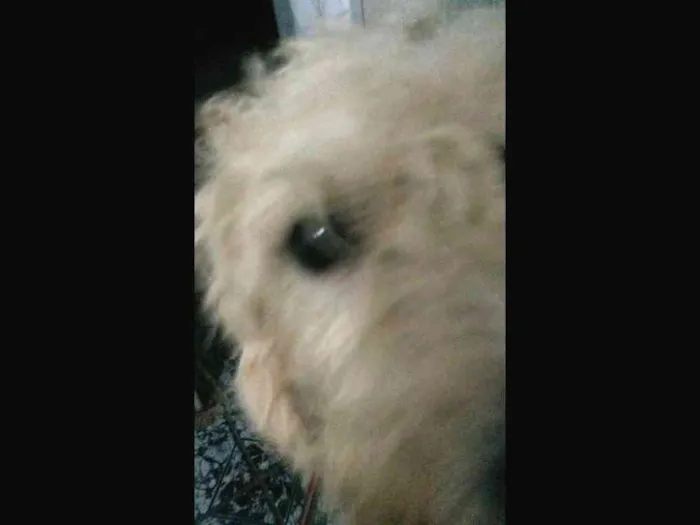 Cachorro ra a viralata idade 2 anos nome Alvin