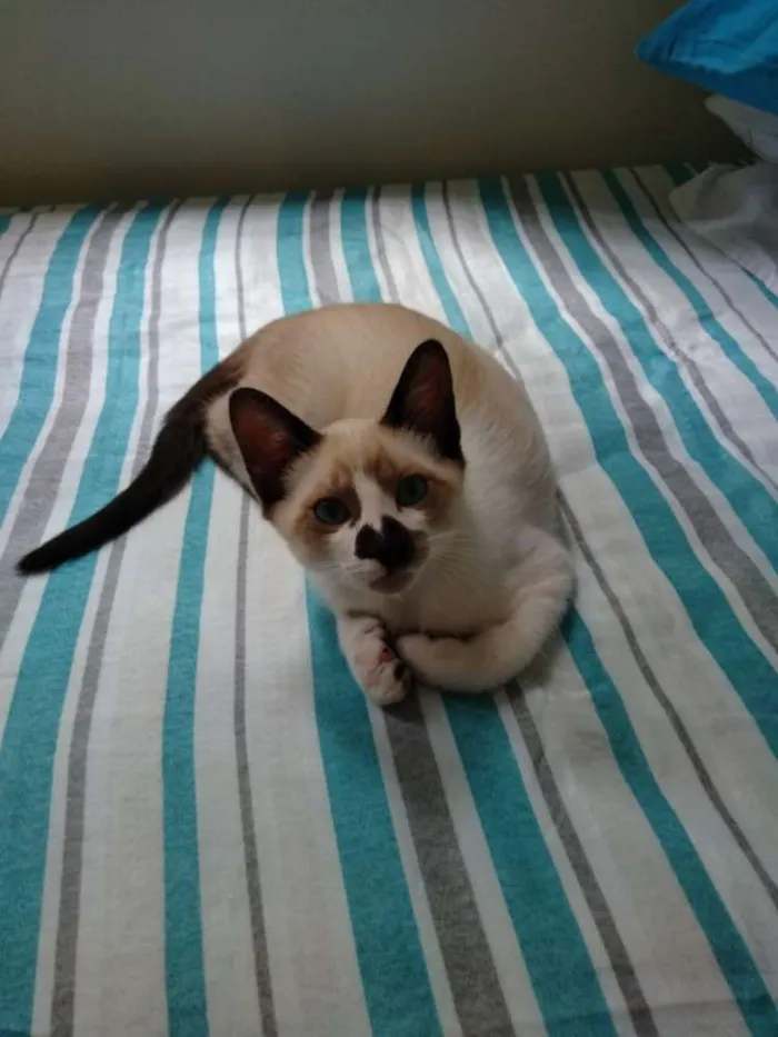 Gato ra a SRD idade 2 a 6 meses nome Jerry