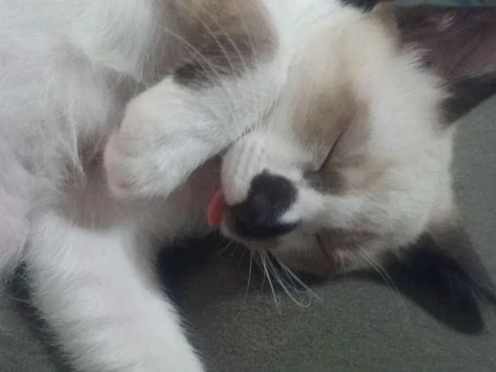 Gato ra a SRD idade 2 a 6 meses nome Jerry