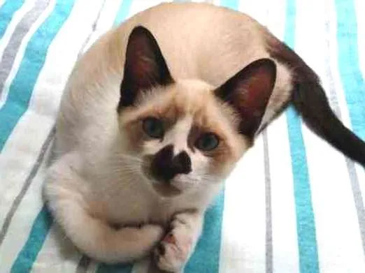 Gato ra a SRD idade 2 a 6 meses nome Jerry