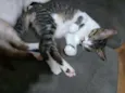 Tom