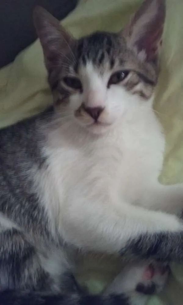 Gato ra a SRD idade 2 a 6 meses nome Tom