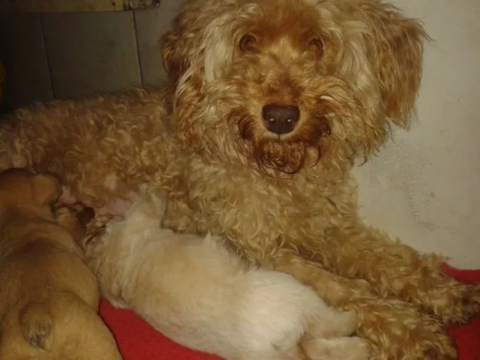 Cachorro ra a Srd sem raça definida idade Abaixo de 2 meses nome Sem nome ainda