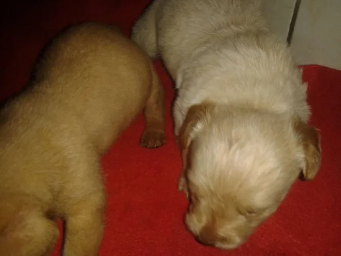 Cachorro ra a Srd sem raça definida idade Abaixo de 2 meses nome Sem nome ainda
