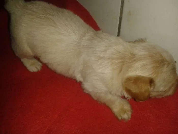 Cachorro ra a Srd sem raça definida idade Abaixo de 2 meses nome Sem nome ainda