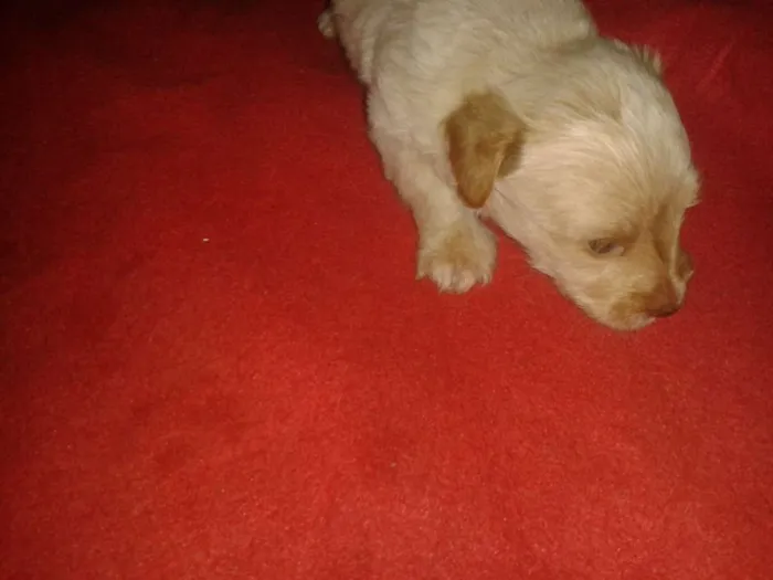 Cachorro ra a Srd sem raça definida idade Abaixo de 2 meses nome Sem nome ainda