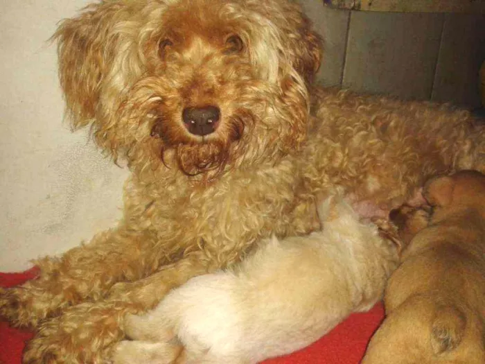 Cachorro ra a Srd sem raça definida idade Abaixo de 2 meses nome Sem nome ainda