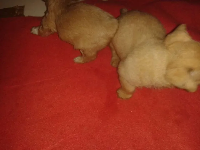 Cachorro ra a Srd sem raça definida idade Abaixo de 2 meses nome Sem nome ainda