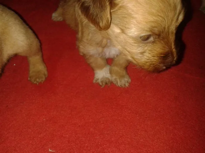 Cachorro ra a Srd sem raça definida idade Abaixo de 2 meses nome Sem nome ainda