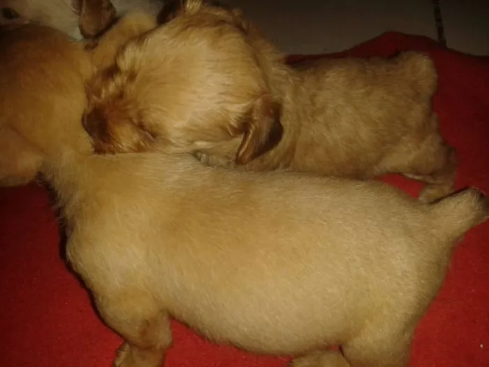 Cachorro ra a Srd sem raça definida idade Abaixo de 2 meses nome Sem nome ainda
