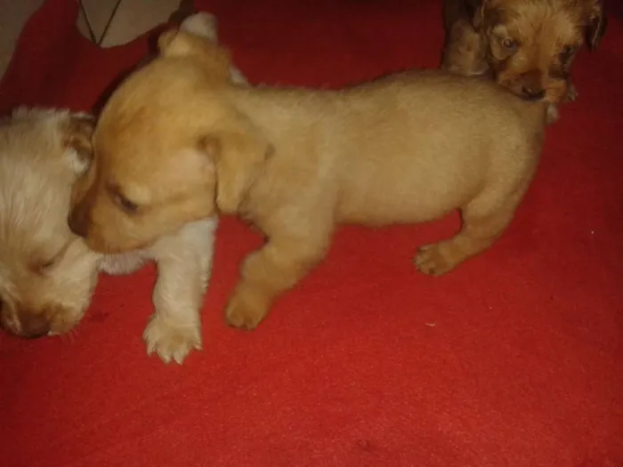 Cachorro ra a Srd sem raça definida idade Abaixo de 2 meses nome Sem nome ainda