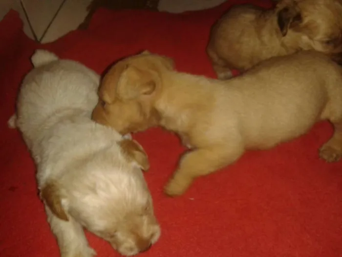 Cachorro ra a Srd sem raça definida idade Abaixo de 2 meses nome Sem nome ainda