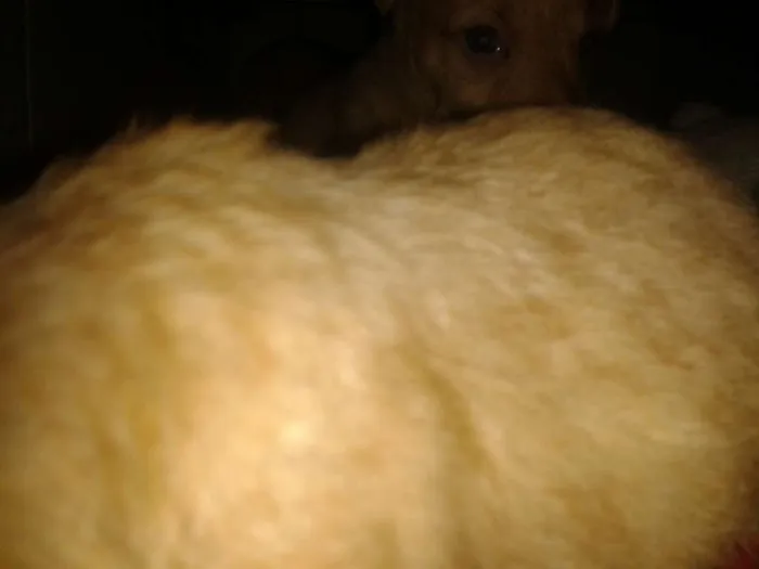Cachorro ra a Srd sem raça definida idade Abaixo de 2 meses nome Sem nome ainda