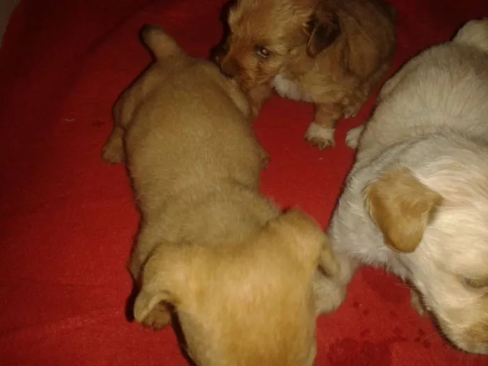 Cachorro ra a Srd sem raça definida idade Abaixo de 2 meses nome Sem nome ainda