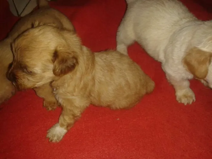 Cachorro ra a Srd sem raça definida idade Abaixo de 2 meses nome Sem nome ainda