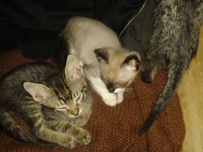 Gato ra a Srd sem raça definida idade Abaixo de 2 meses nome Sem nome ainda