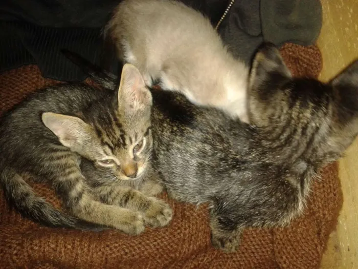 Gato ra a Srd sem raça definida idade Abaixo de 2 meses nome Sem nome ainda