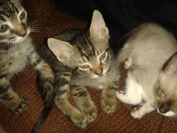 Gato ra a Srd sem raça definida idade Abaixo de 2 meses nome Sem nome ainda