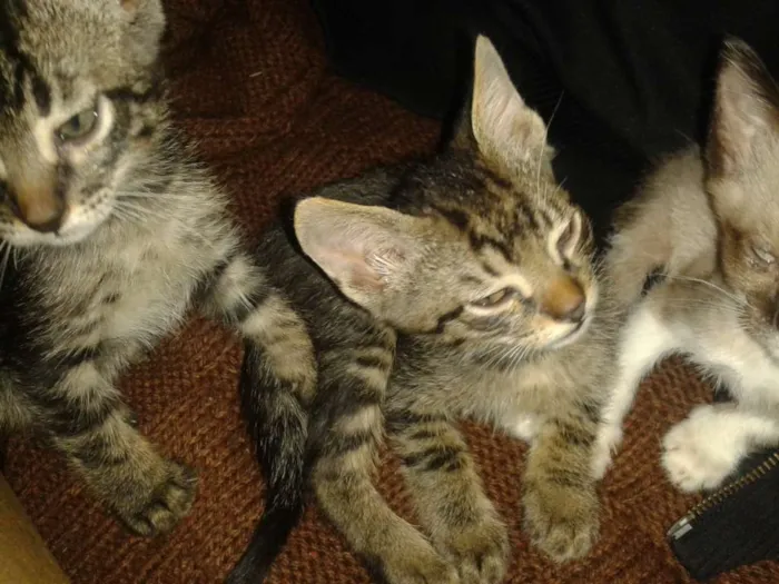 Gato ra a Srd sem raça definida idade Abaixo de 2 meses nome Sem nome ainda