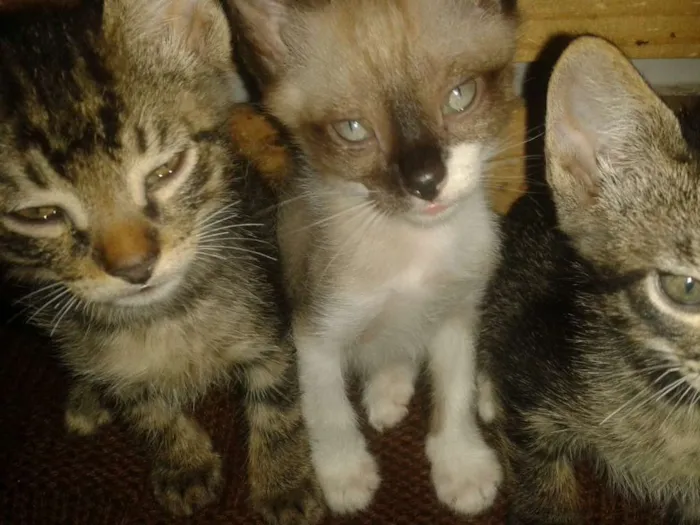 Gato ra a Srd sem raça definida idade Abaixo de 2 meses nome Sem nome ainda
