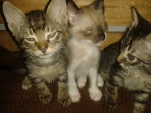 Gato raça Srd sem raça definida idade Abaixo de 2 meses nome Sem nome ainda