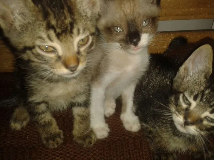 Gato ra a Srd sem raça definida idade Abaixo de 2 meses nome Sem nome ainda