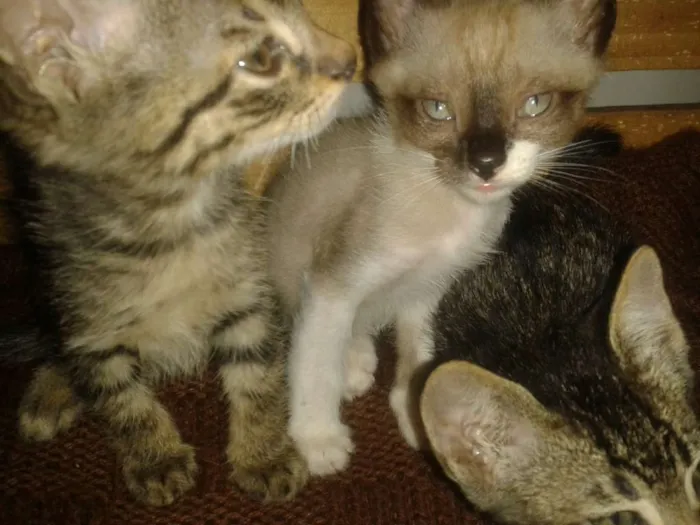 Gato ra a Srd sem raça definida idade Abaixo de 2 meses nome Sem nome ainda