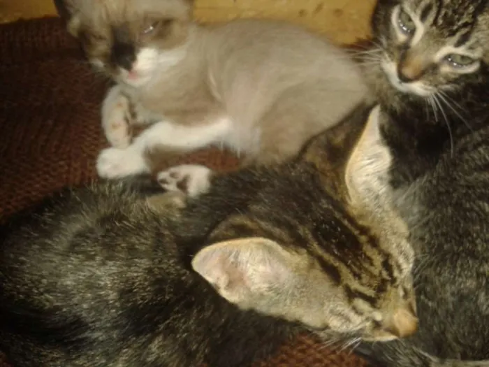 Gato ra a Srd sem raça definida idade Abaixo de 2 meses nome Sem nome ainda