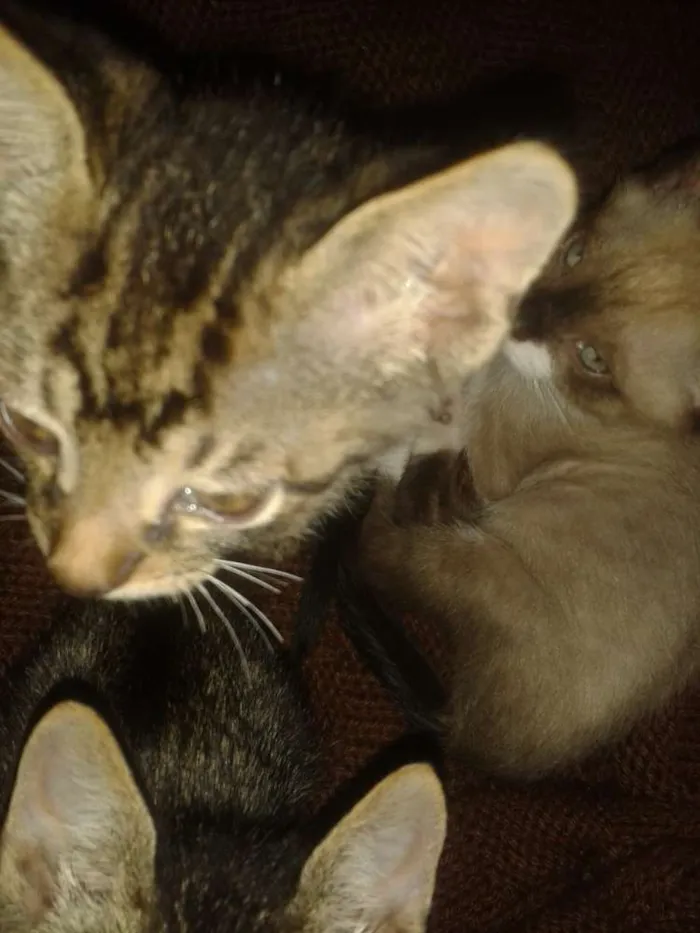 Gato ra a Srd sem raça definida idade Abaixo de 2 meses nome Sem nome ainda