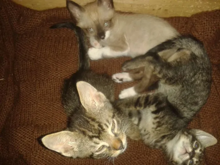 Gato ra a Srd sem raça definida idade Abaixo de 2 meses nome Sem nome ainda