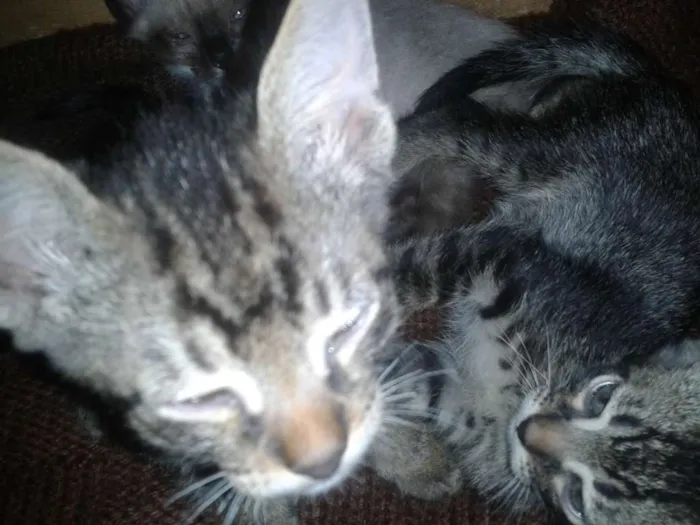 Gato ra a Srd sem raça definida idade Abaixo de 2 meses nome Sem nome ainda