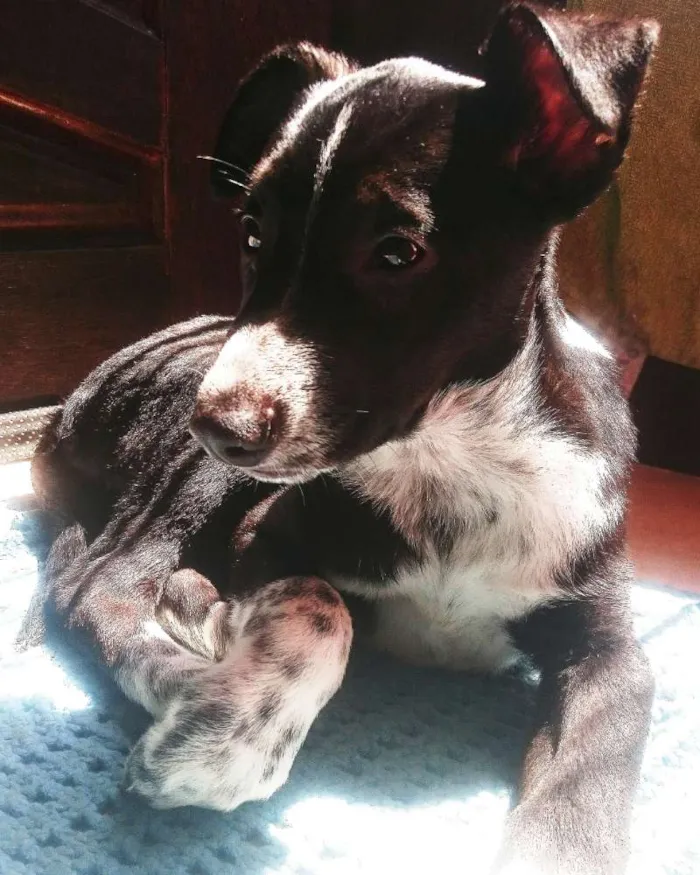 Cachorro ra a Vira lata idade 7 a 11 meses nome Thanos 