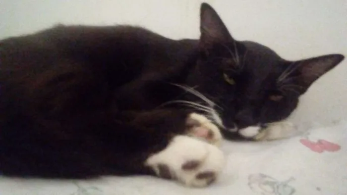 Gato ra a Felino idade 7 a 11 meses nome Pepe