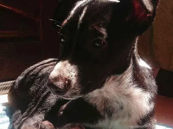 Cachorro ra a Vira lata idade 7 a 11 meses nome Thanos 