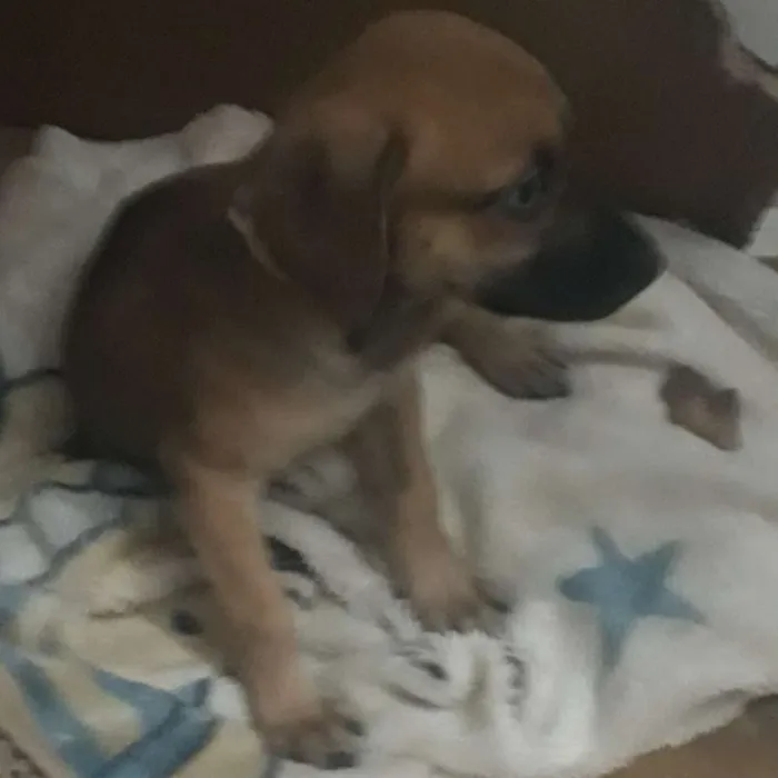 Cachorro raça SRD idade 2 a 6 meses nome Ainda não tem nome