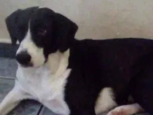 Cachorro raça SRD  idade 7 a 11 meses nome Julie 